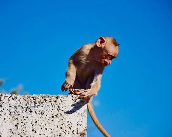 Low angle view of monkey on rock