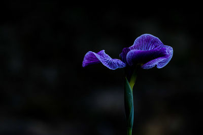 Close-up of purple flowering plant