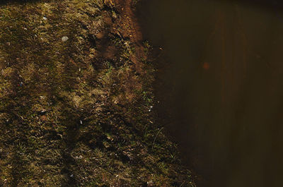 High angle view of trees in forest