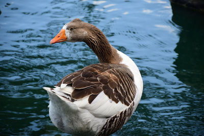 Close-up of duck swimming in lake