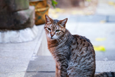 Close-up of cat