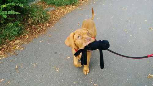 Chocolate labrador puppy carrying pet leash in mouth on street
