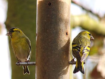 Close-up of bird perching on feeder