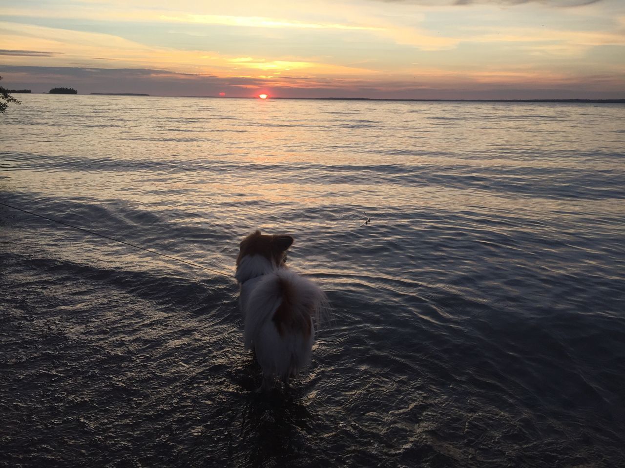 Chewie watching the sunset
