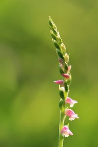 Close-up of pink flower