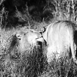 Close-up of lions