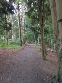 Narrow pathway along trees in forest