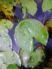 Leaves floating on pond