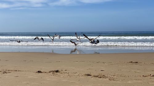Seagulls on beach