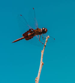 Low angle view of dragonfly on plant against clear blue sky