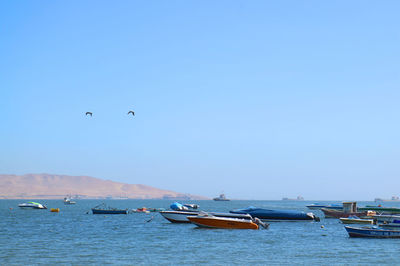 Two birds flying over many colorful fishing boats at paracas bay, ica region, peru, south america