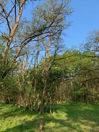 Trees on field against sky