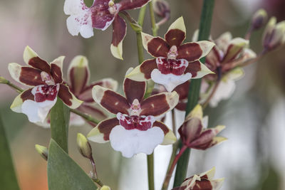 Orchid in bloom in the garden