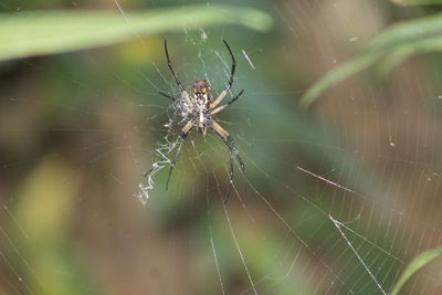 Close-up of spider on web