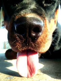 Close-up portrait of a dog