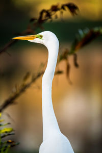 Close-up of a bird