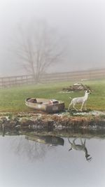 Swans in lake against sky