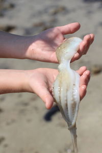 Close-up of hand holding seafood at beach