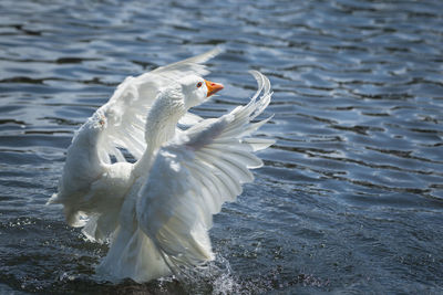 White swan flying over lake