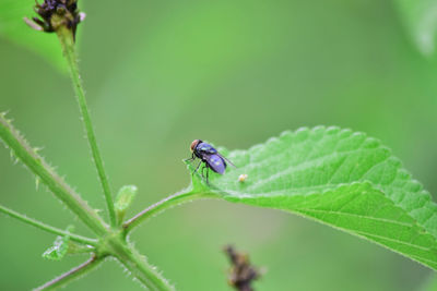 Close-up of insect on leaf