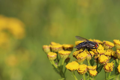 Close-up of insect on yellow flower