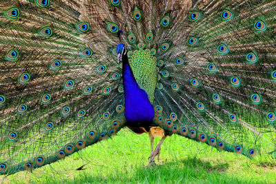 Full frame shot of peacock