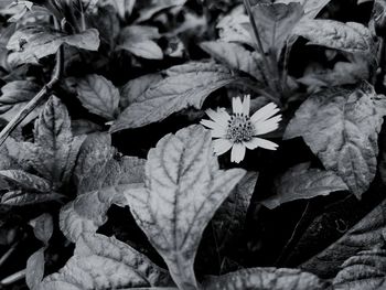 High angle view of flowering plant leaves