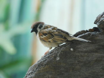 Close-up of bird perching outdoors