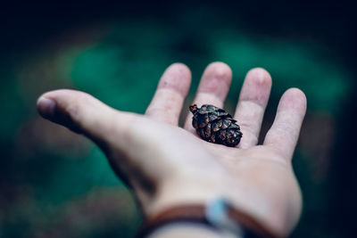 Cropped hand holding dry pine cone