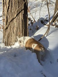 View of dog in snow