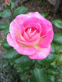 Close-up of pink rose blooming outdoors