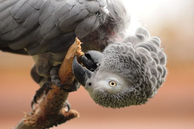 Close-up of owl eating