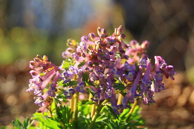 Close-up of purple flowering plant