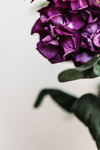 Close-up of purple roses