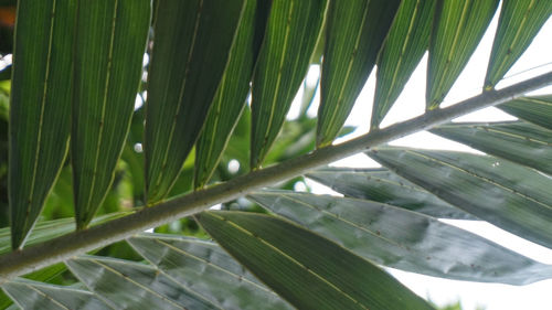 Close-up of palm tree leaves