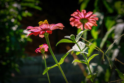 Close-up of pink flowering plant
