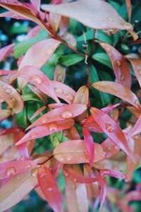 Close-up of fresh red plants