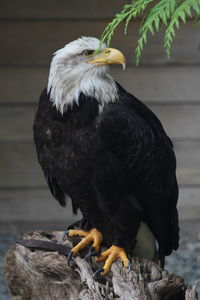 Close-up of a bird