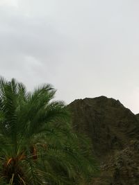 Low angle view of trees against sky