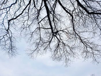 Low angle view of silhouette bare tree against sky