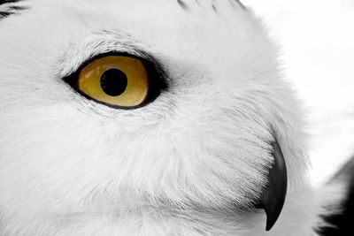 Close-up portrait of owl