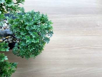 High angle view of potted plant on table