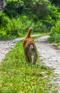 Monkey walking on field