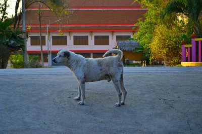 Horse in pen