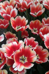 Close-up of red flowers blooming outdoors