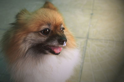 Close-up portrait of dog sticking out tongue