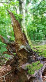 Close-up of driftwood on tree stump in forest