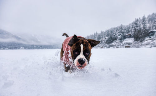 Dog in snow on field