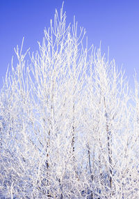 Close-up of plants against clear blue sky