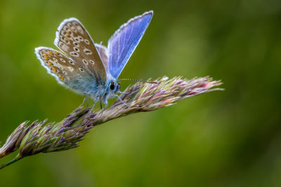 Close-up of butterfly pollinating on flower